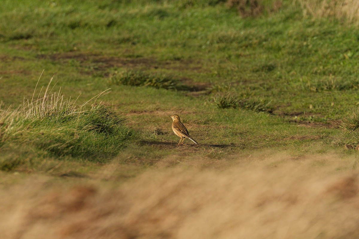 Richard's Pipit - ML646600144