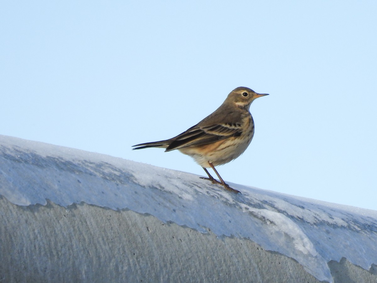 פפיון אמריקני - ML646600146
