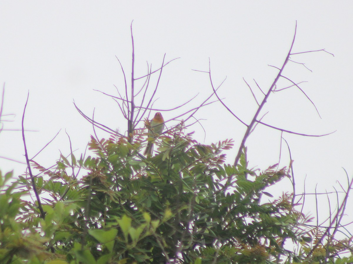 Tangara Cabecirrufa - ML646600148