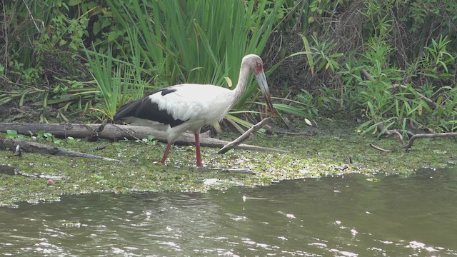 Магуарі - ML646600149
