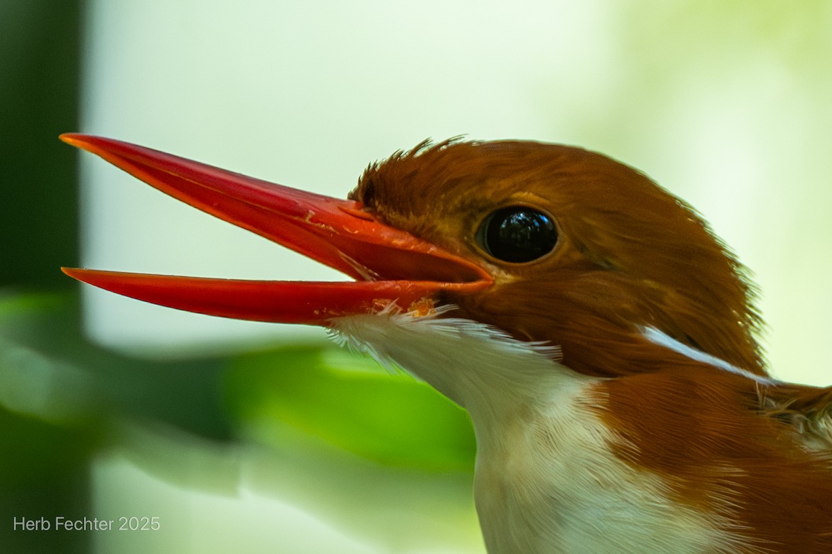 Martín Pigmeo Malgache - ML646600150