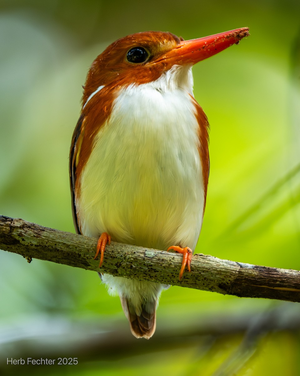 Martín Pigmeo Malgache - ML646600151