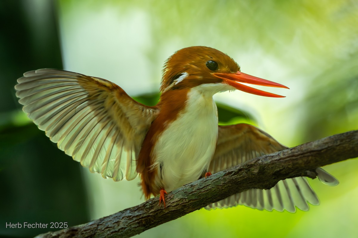 Martín Pigmeo Malgache - ML646600152