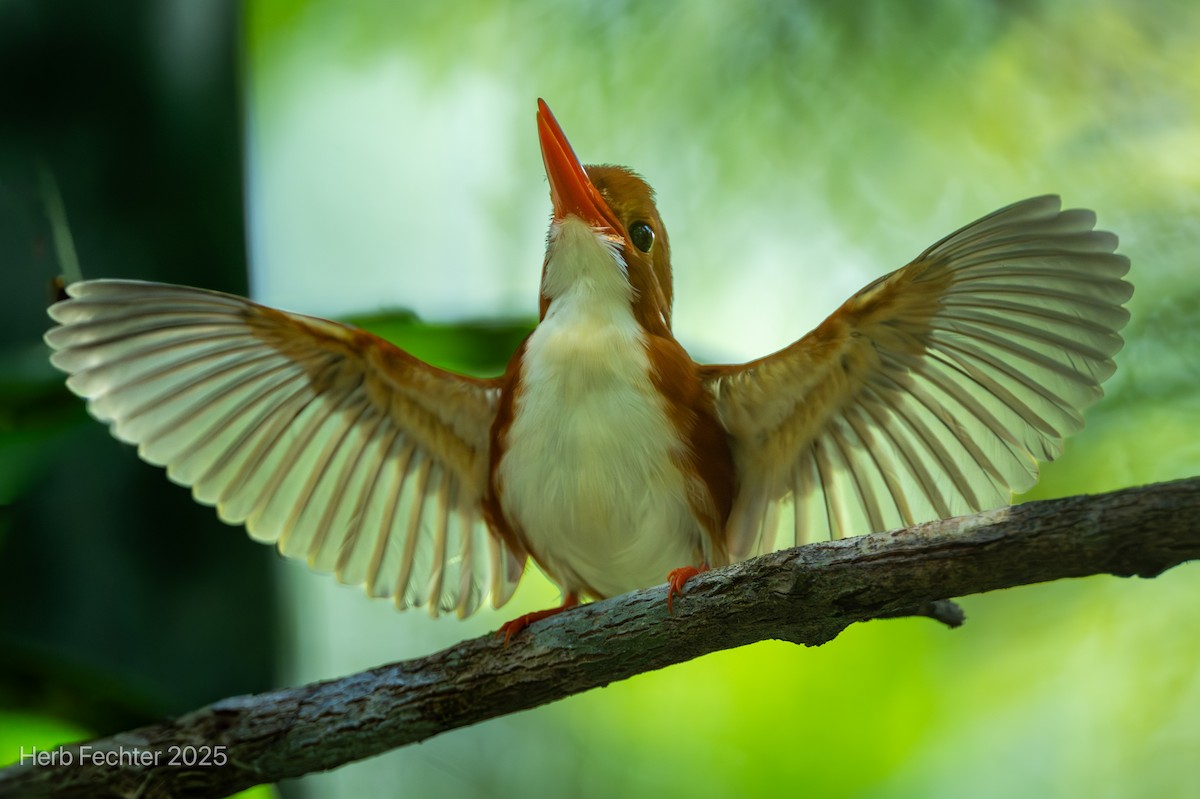 Martín Pigmeo Malgache - ML646600153
