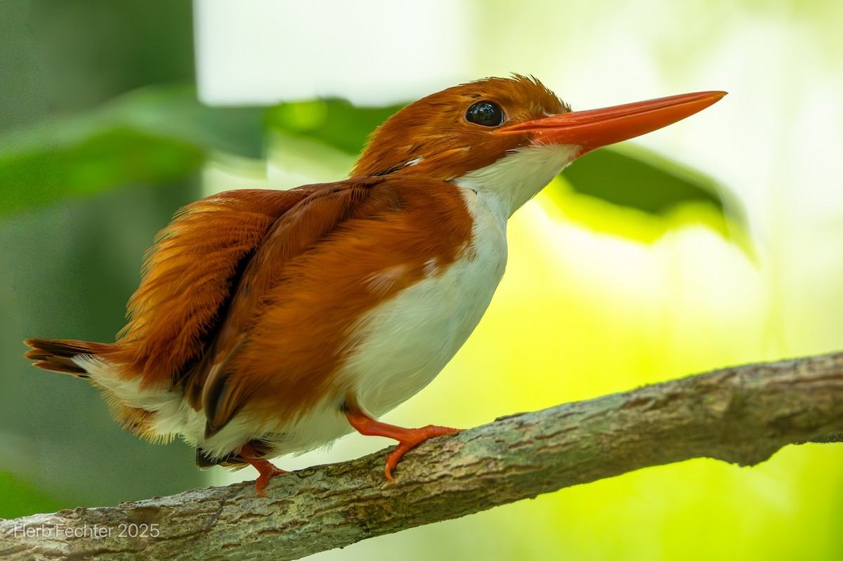 Martín Pigmeo Malgache - ML646600154