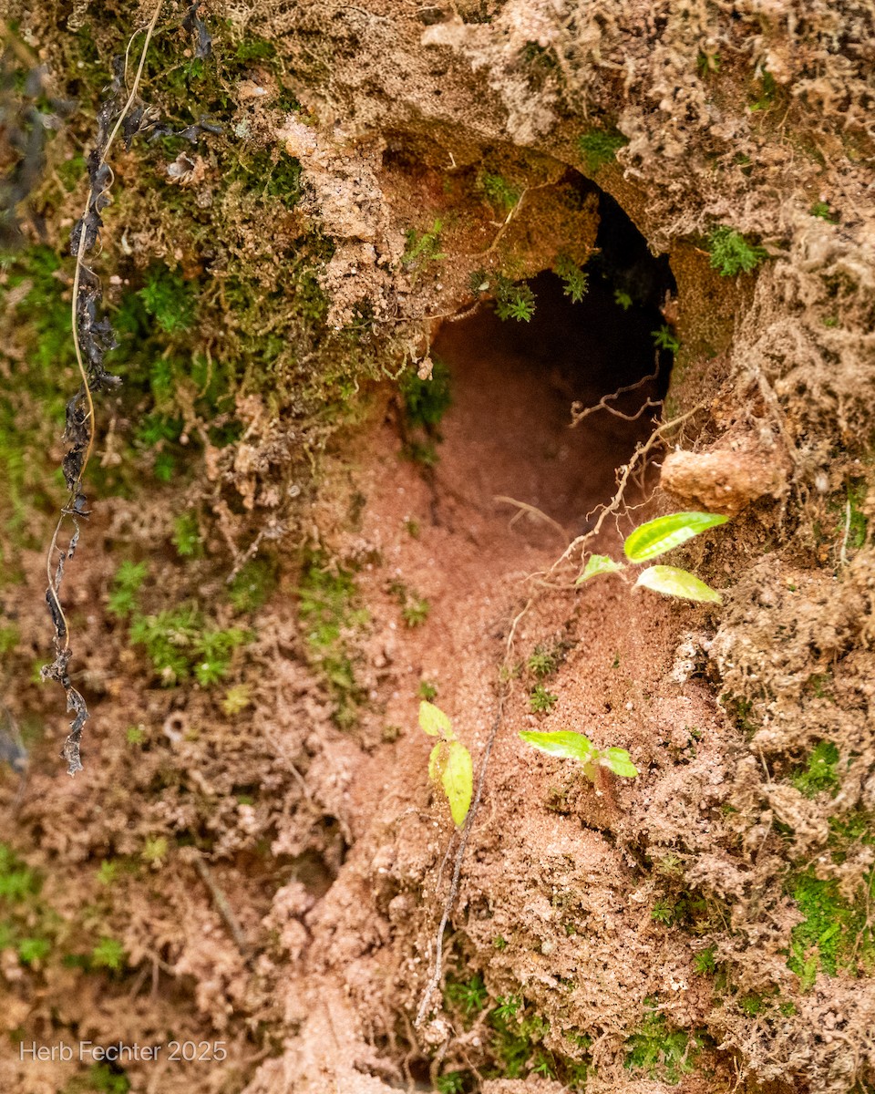 Martín Pigmeo Malgache - ML646600155