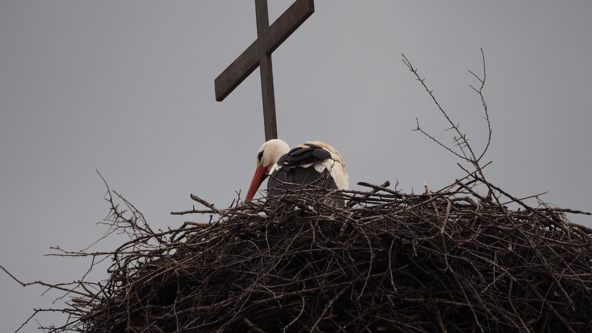 White Stork - ML646600156