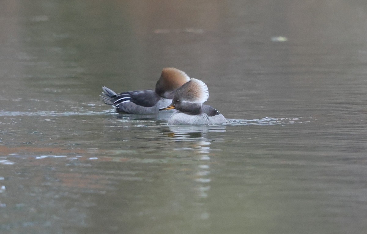 Hooded Merganser - ML646600157