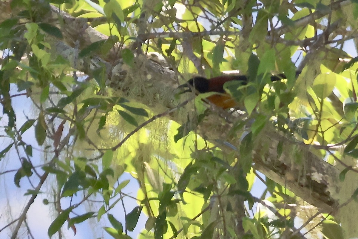 Zweifarbpirol - ML646600161