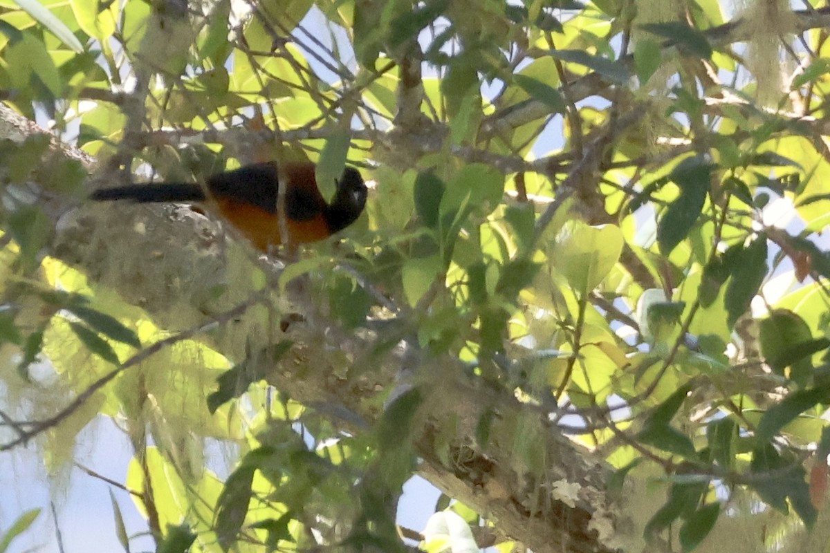 Zweifarbpirol - ML646600162