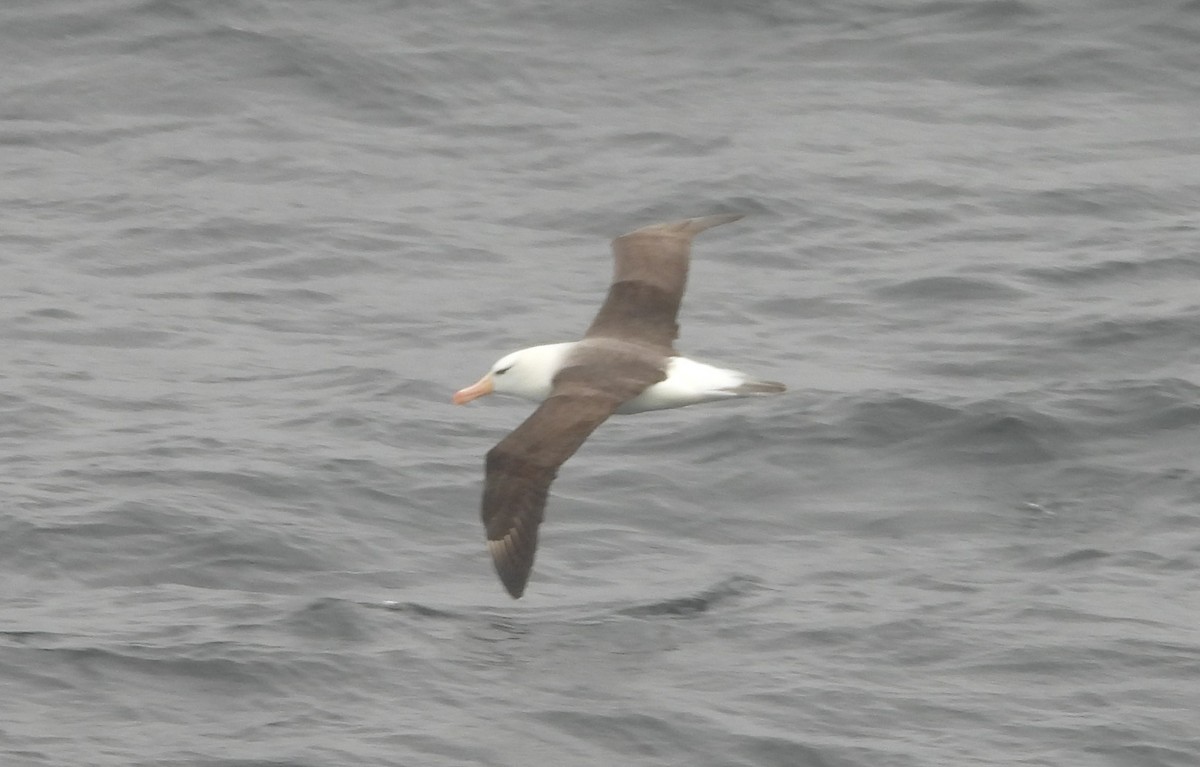 Black-browed Albatross - ML646600167