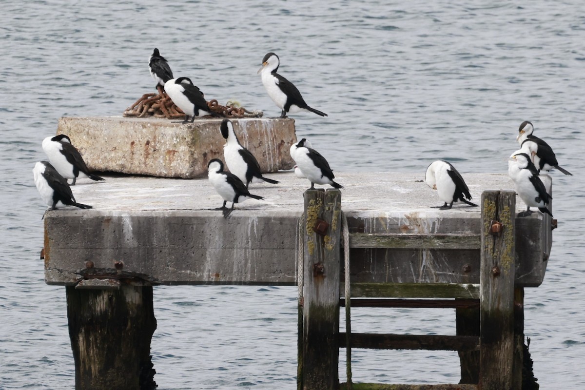 Pied Cormorant - ML646600168