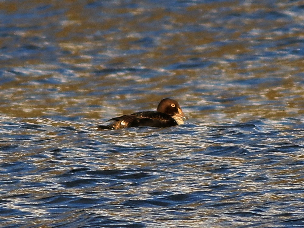 King Eider - ML646600169