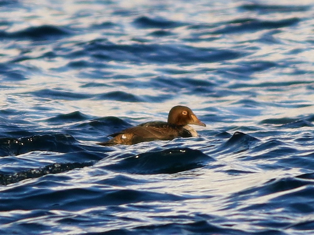 King Eider - ML646600170