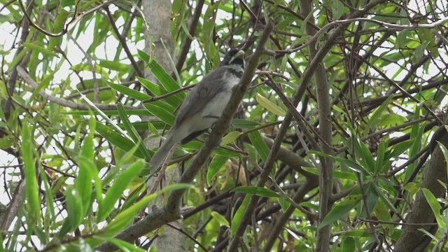 Зерноїд мальований - ML646600173