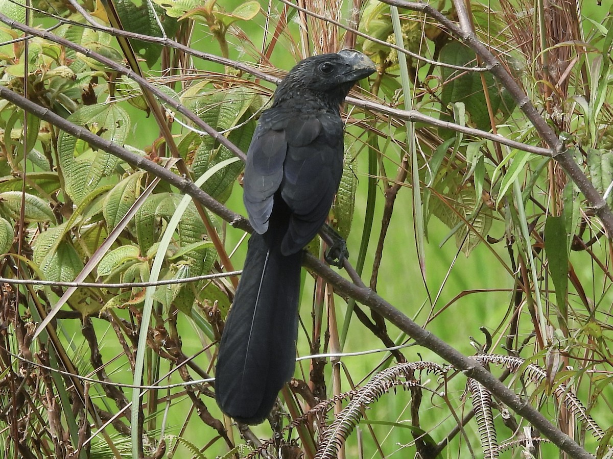 glattnebbani - ML646600174