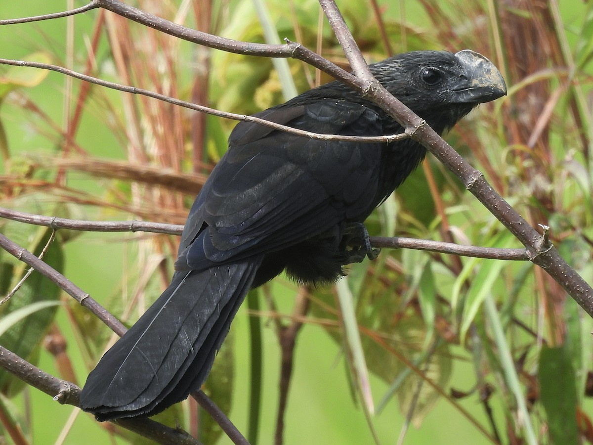 glattnebbani - ML646600175