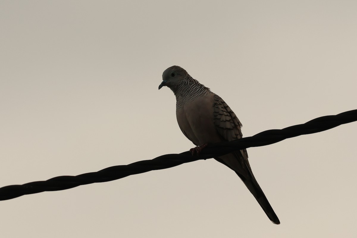 Полосатая горлица - ML646600179