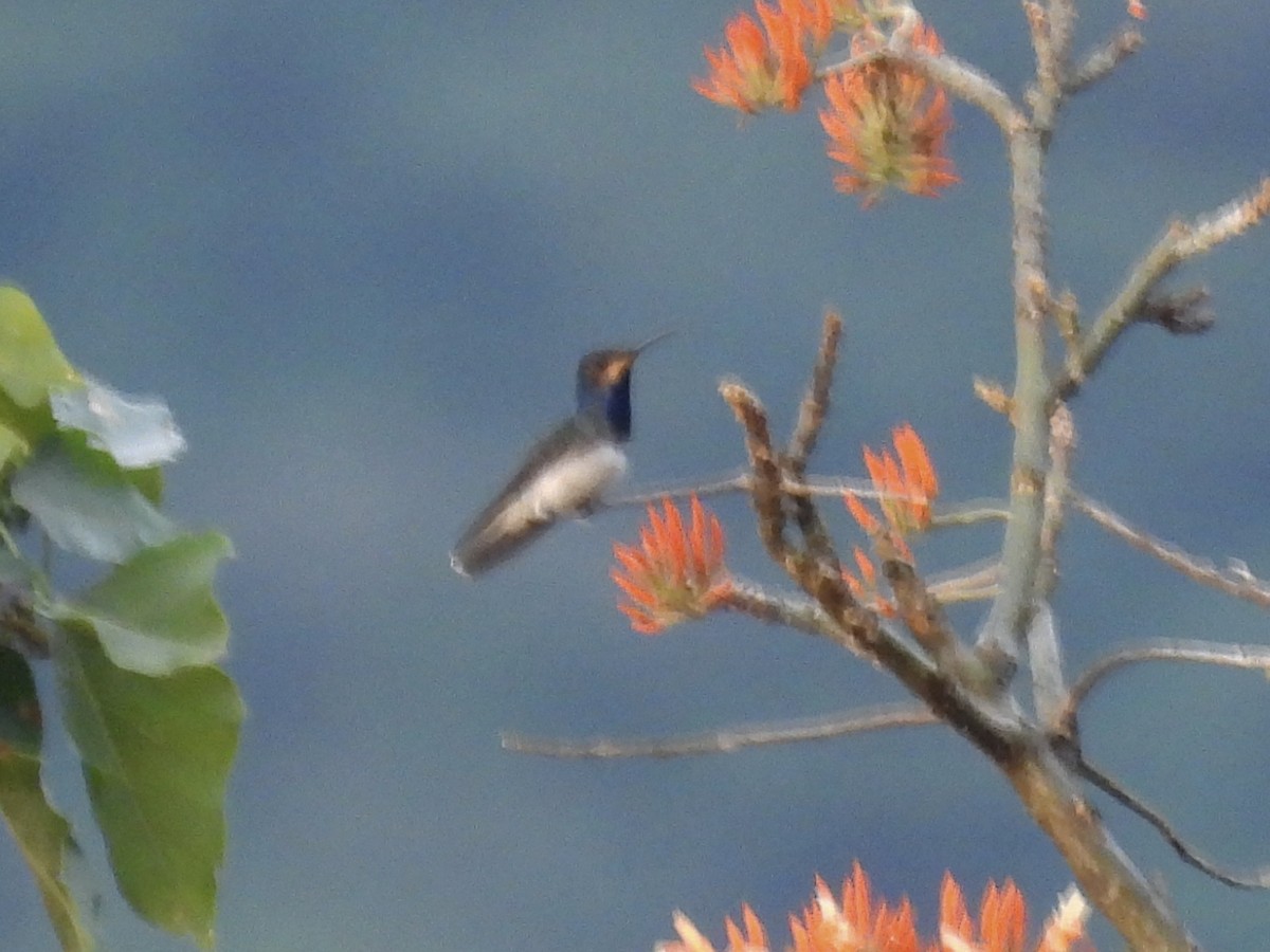 Weißnackenkolibri - ML646600181