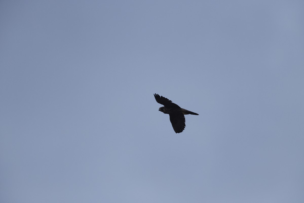 Peregrine Falcon - ML646600183