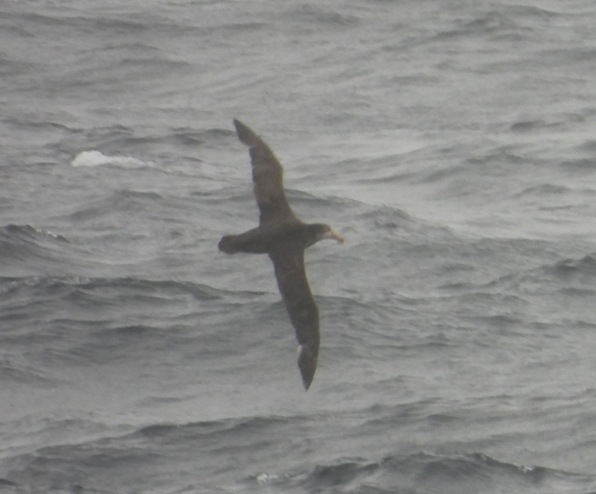 Southern Giant-Petrel - ML646600186