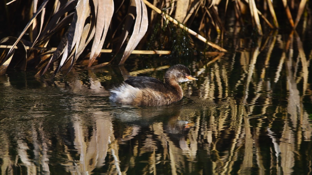 Little Grebe - ML646600187