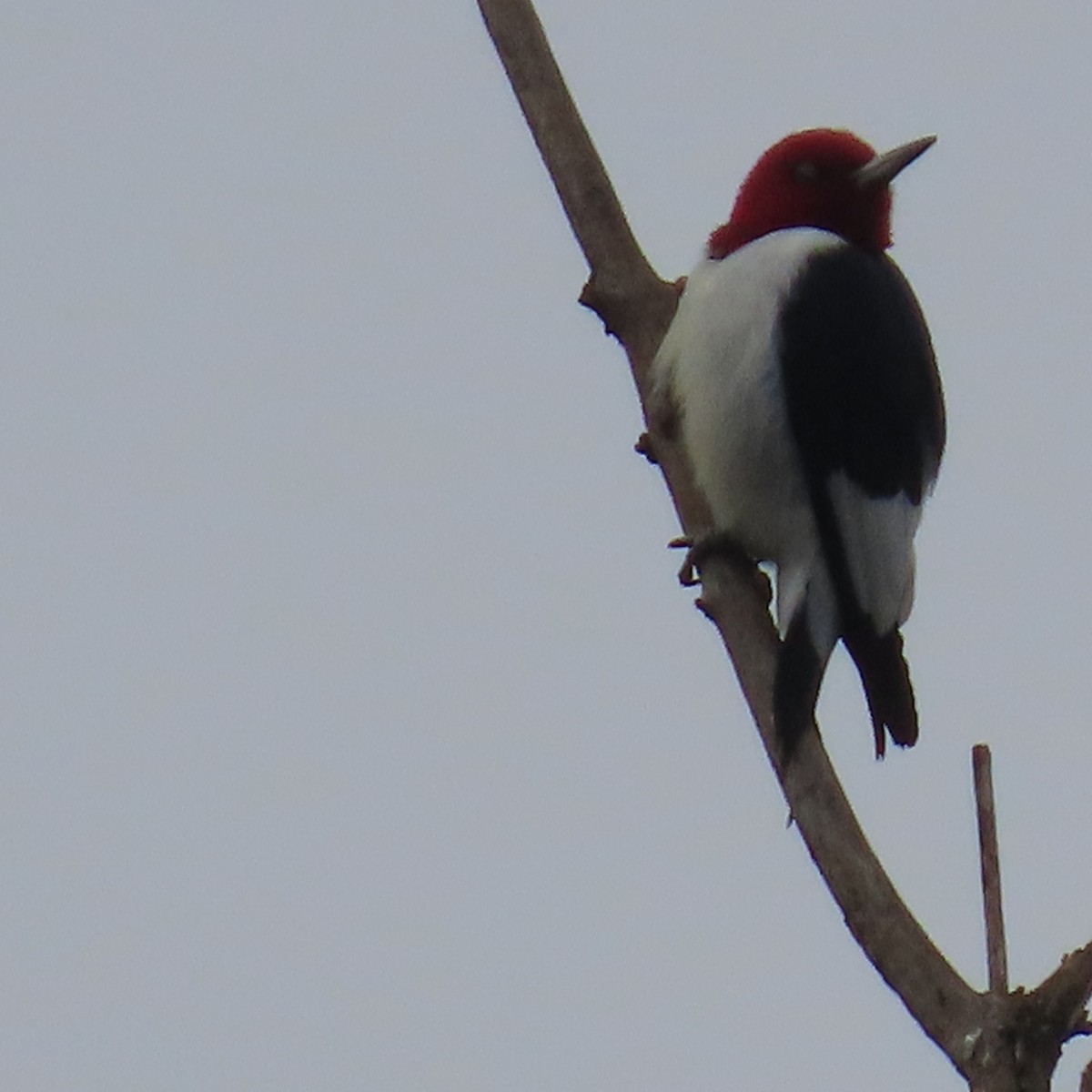 ズアカキツツキ - ML646600189