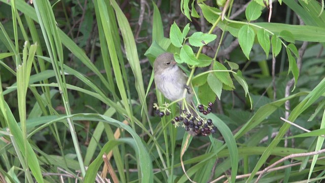 Еленія короткодзьоба - ML646600192