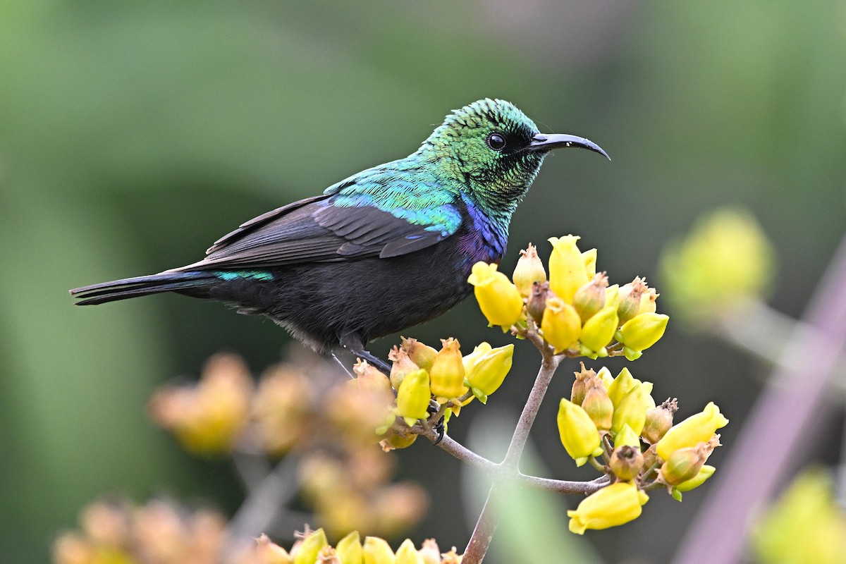 Marico Sunbird - ML646600193