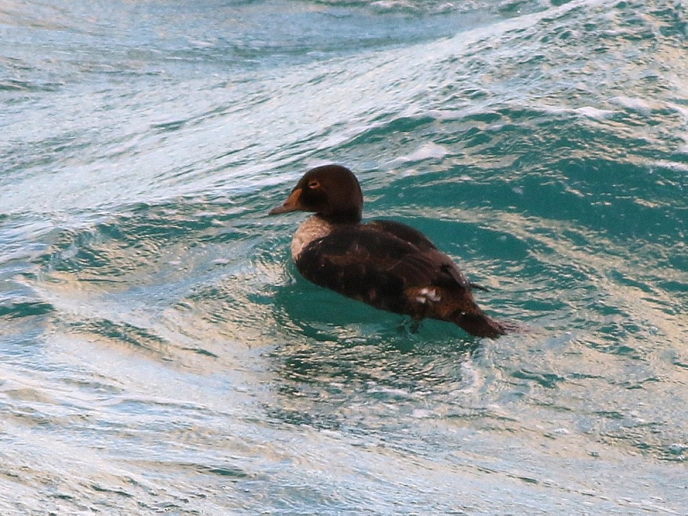 King Eider - ML646600194