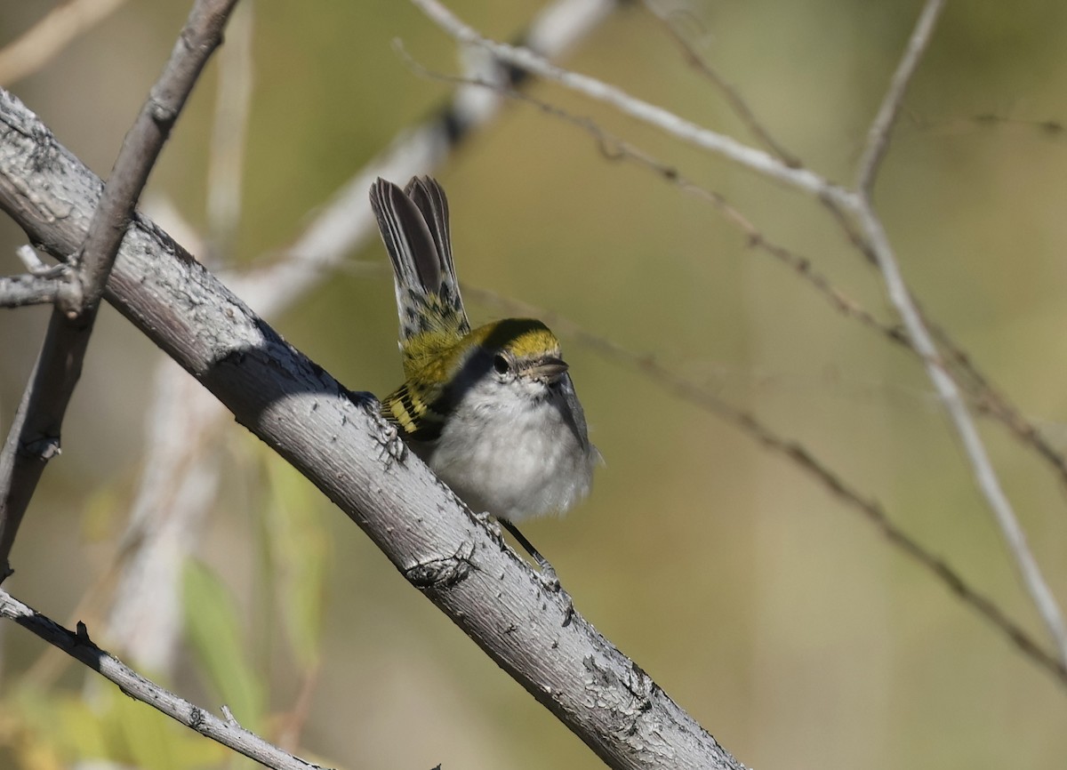 Chestnut-sided Warbler - ML646600197
