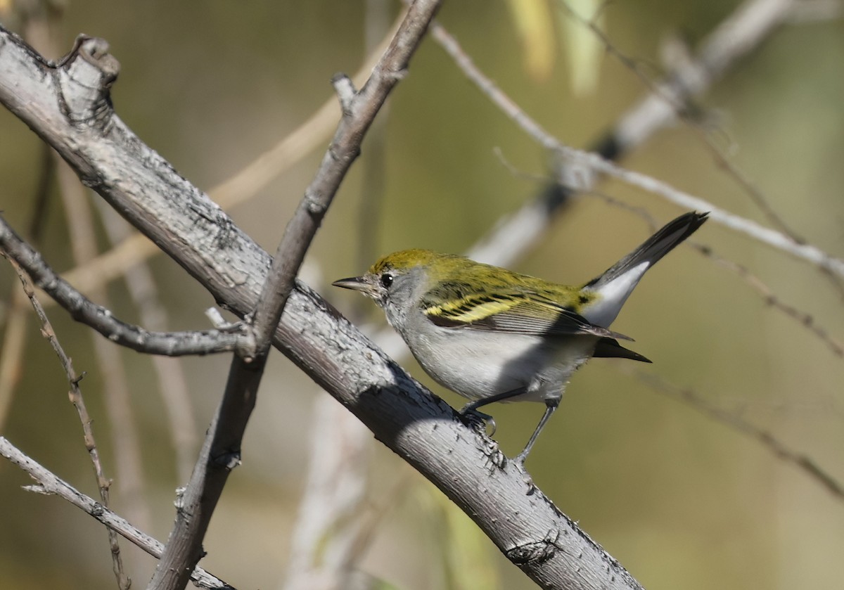 Chestnut-sided Warbler - ML646600198