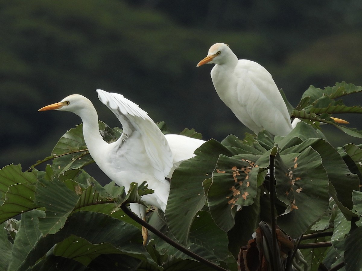 Kuhreiher - ML646600200