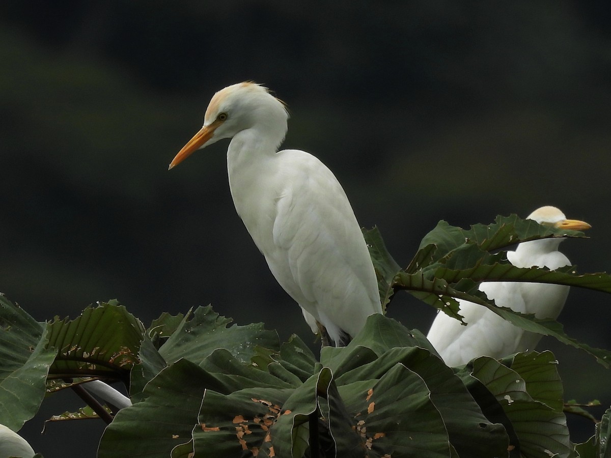Kuhreiher - ML646600201