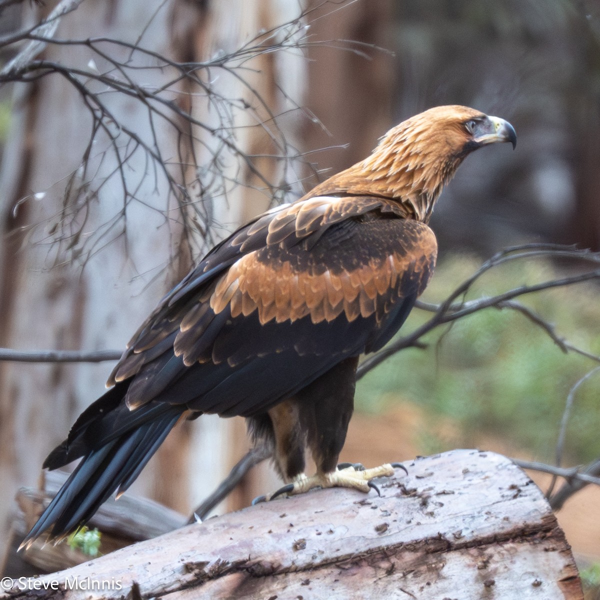 Wedge-tailed Eagle - ML646600202