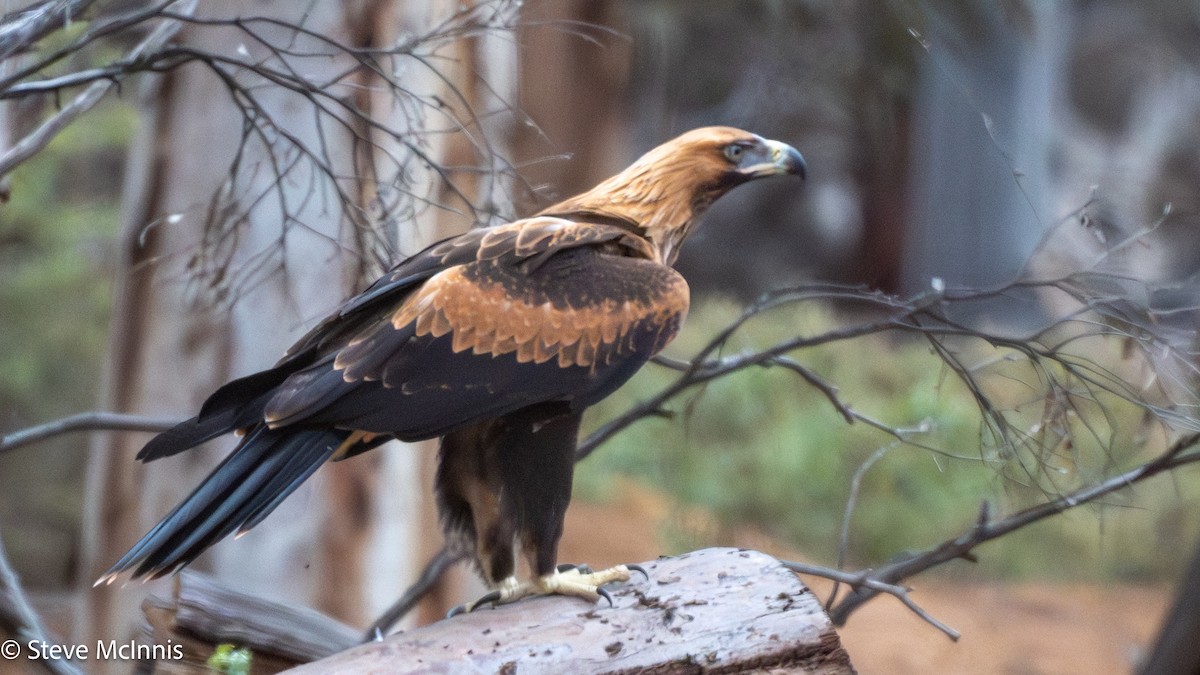 Wedge-tailed Eagle - ML646600203