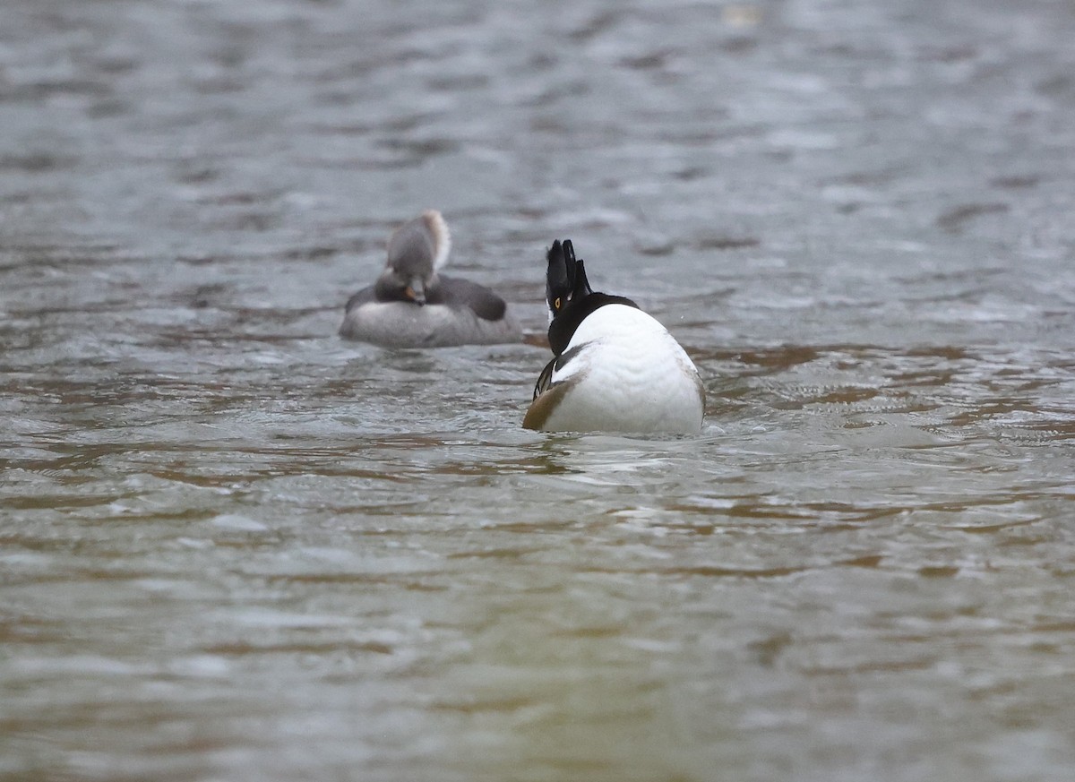 Hooded Merganser - ML646600206