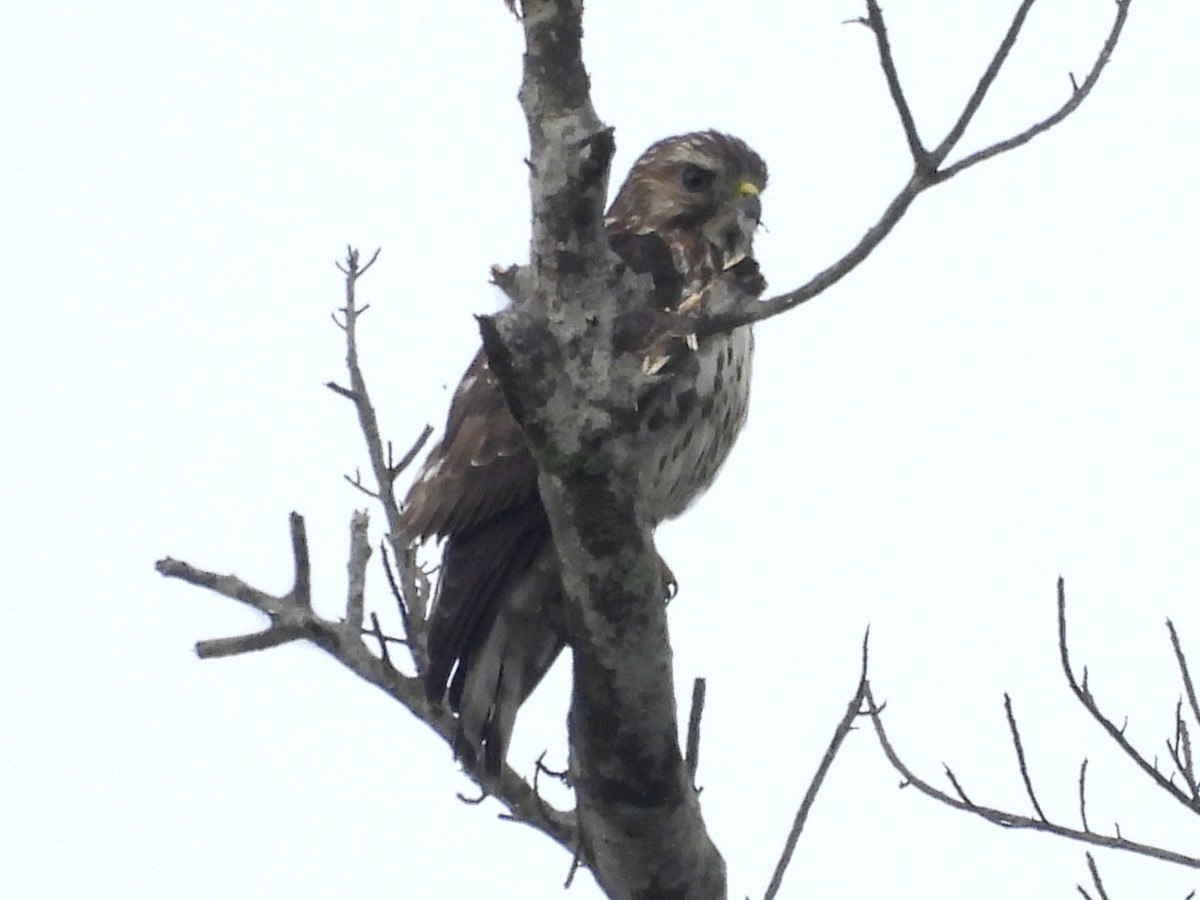 Broad-winged Hawk - ML646600209