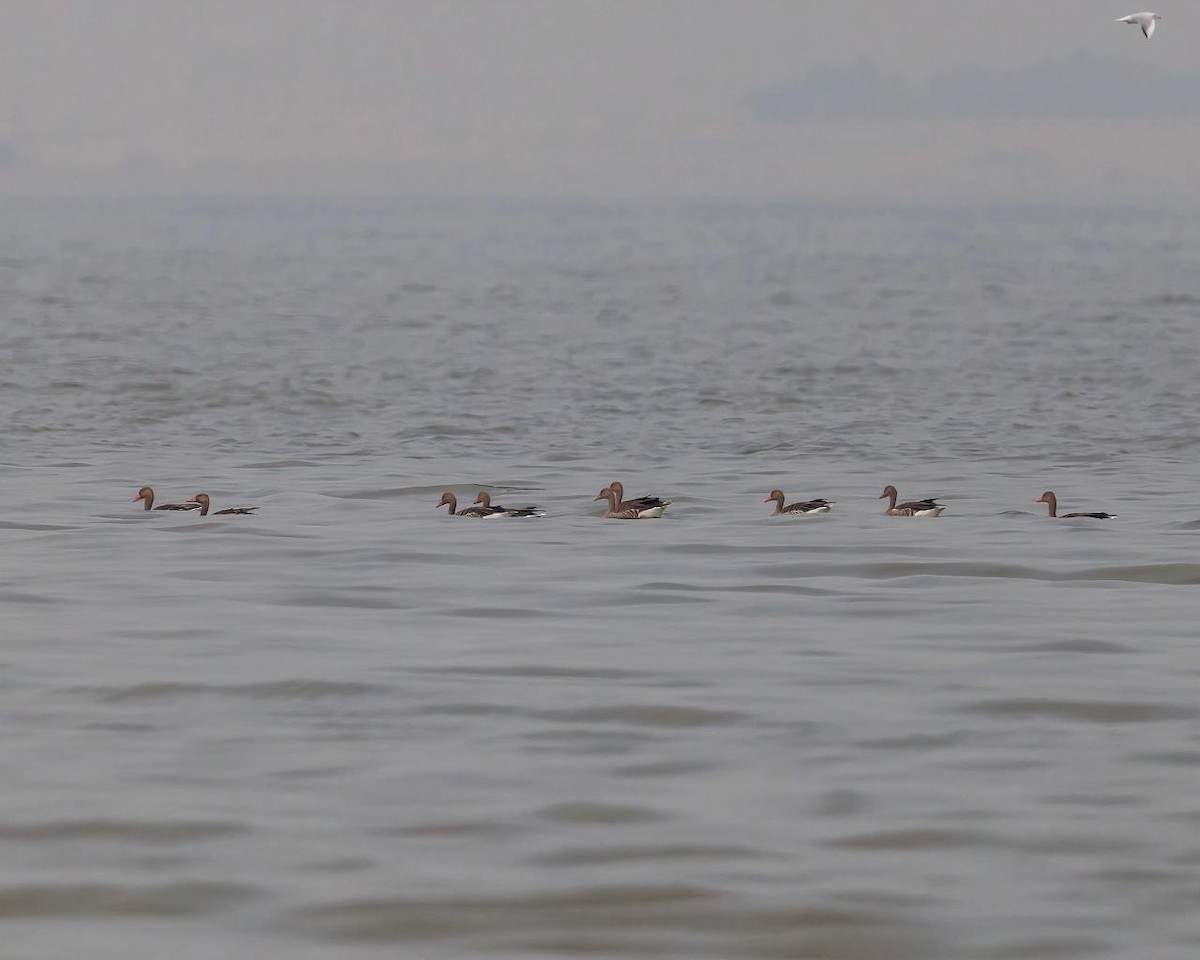 ハイイロガン - ML646600210