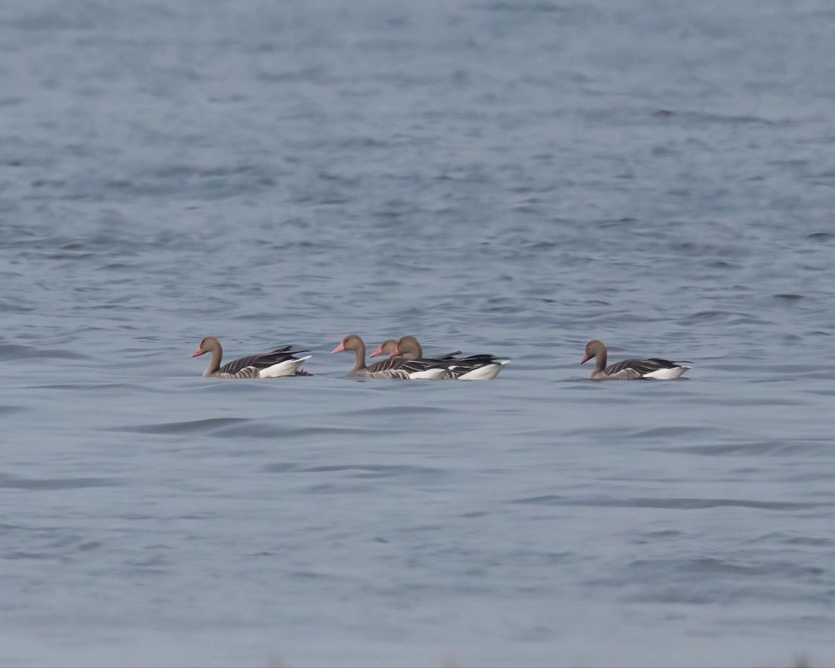 ハイイロガン - ML646600211