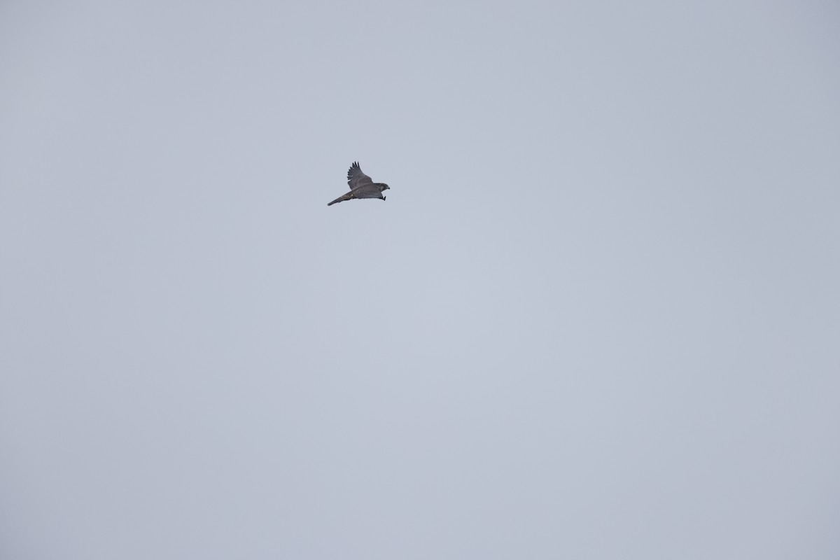 Peregrine Falcon - ML646600212