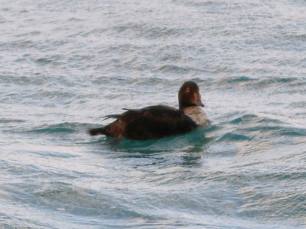 King Eider - ML646600213