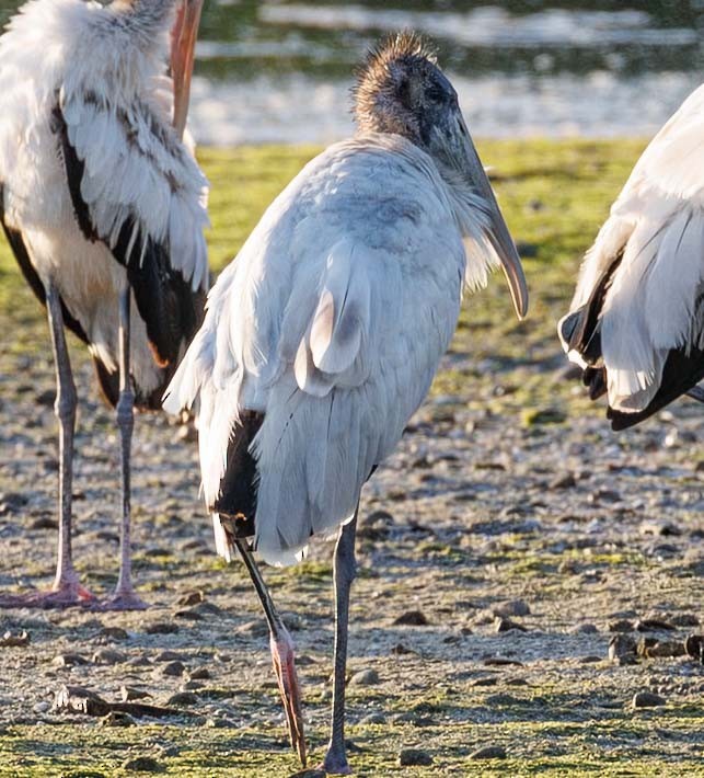 Wood Stork - ML646600215