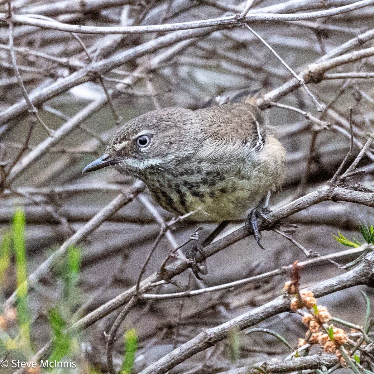 Spotted Scrubwren - ML646600216