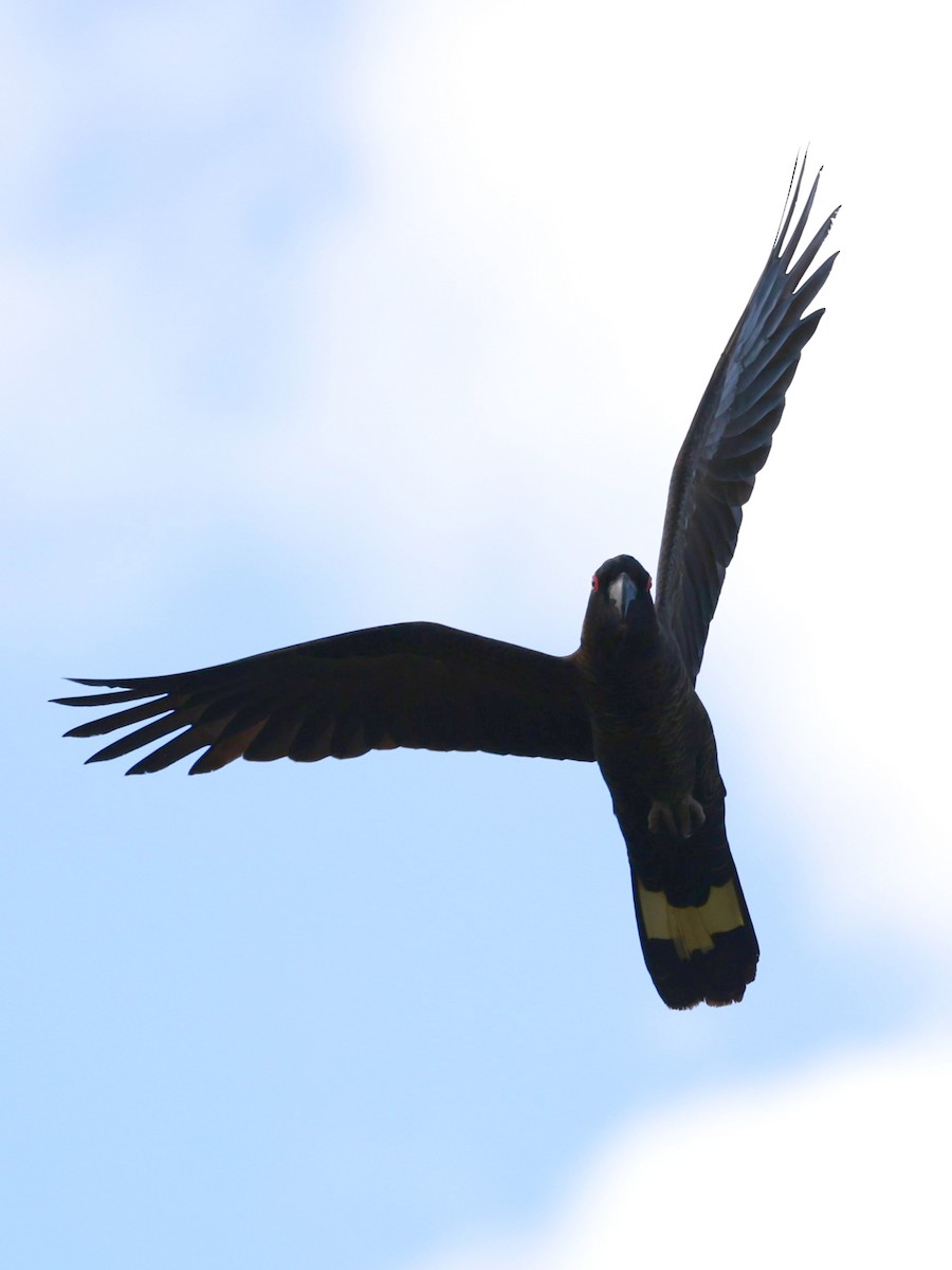 Yellow-tailed Black-Cockatoo - ML646600217