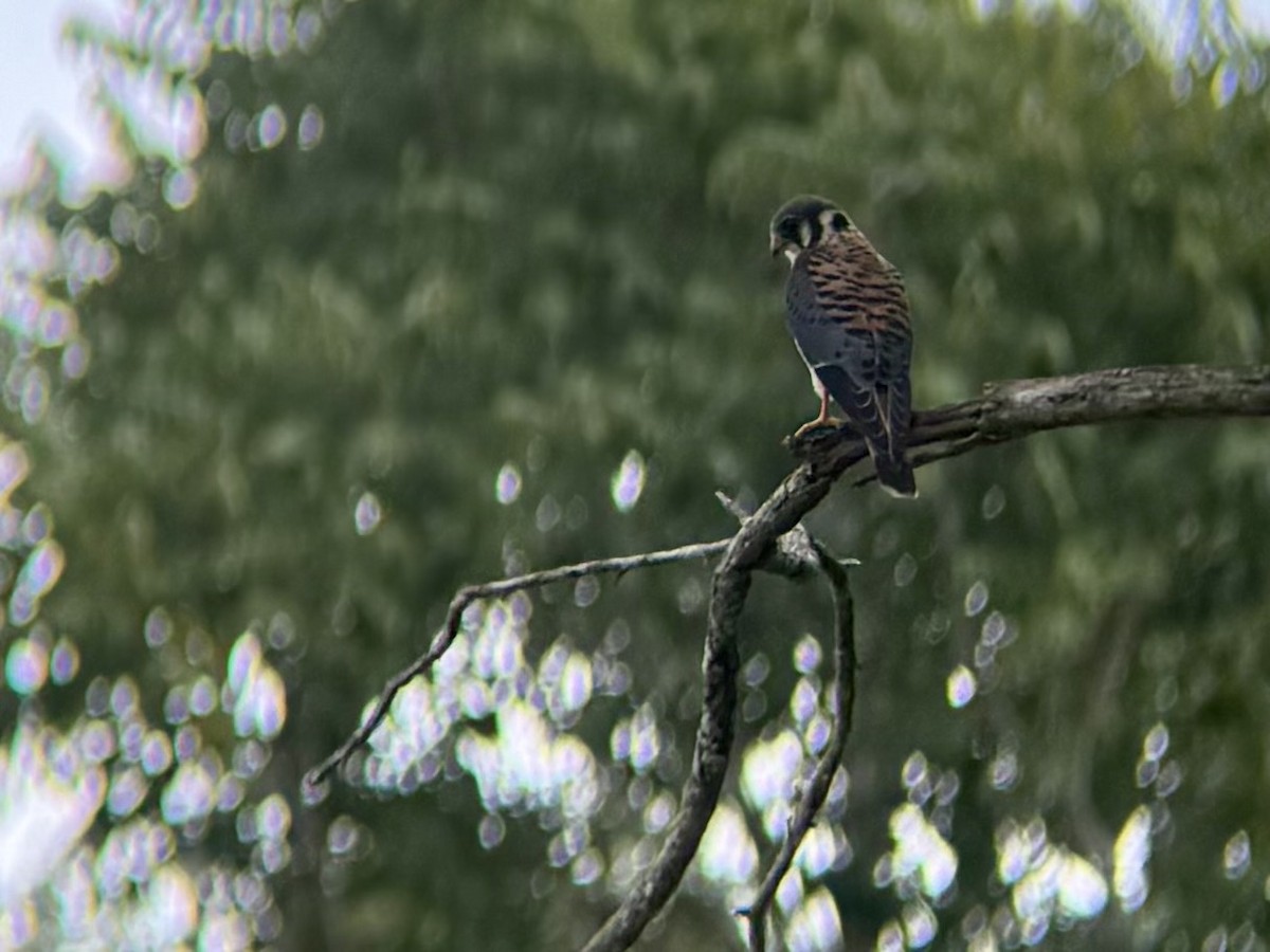 American Kestrel - ML646600219