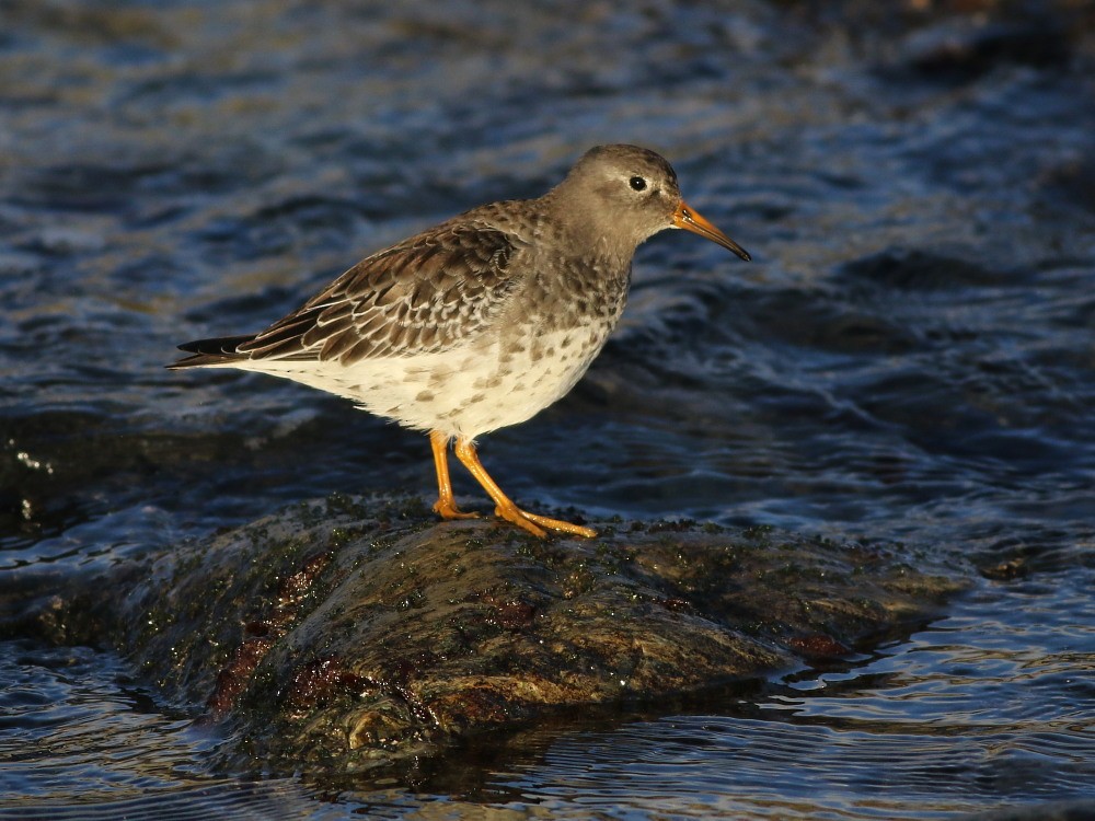 Purple Sandpiper - ML646600223