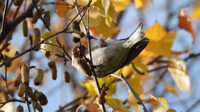Чечітка звичайна - ML646600224