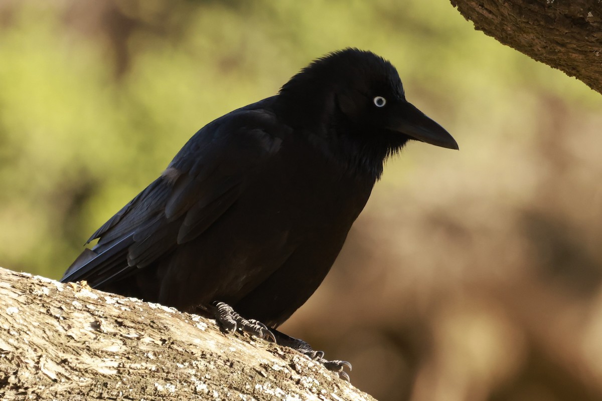 ミナミコワタリガラス - ML646600226