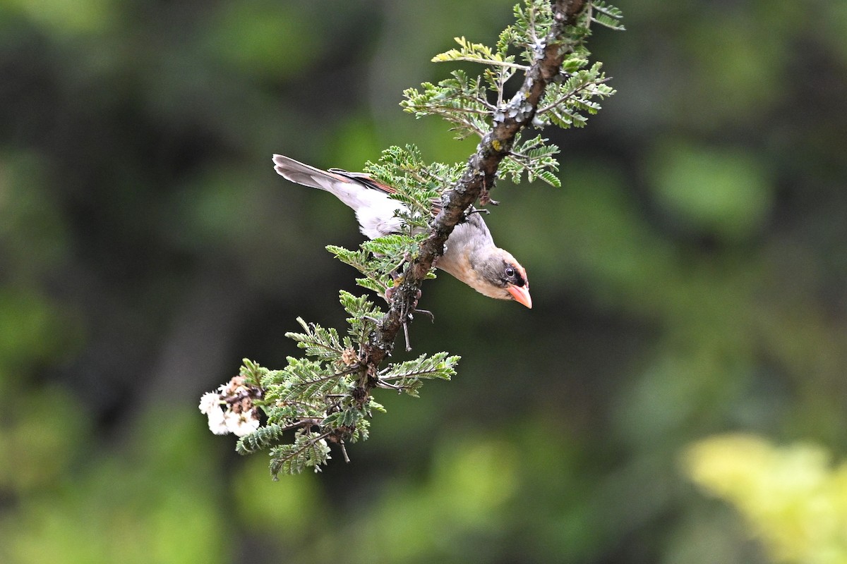 Red-headed Weaver - ML646600232